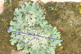 Attēlu rezultāti vaicājumam “Parmelia serrana”