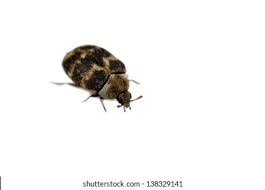 Attēlu rezultāti vaicājumam “Anthrenus museorum”