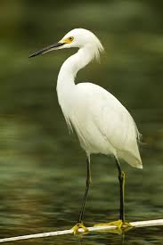 Image result for Egretta thula