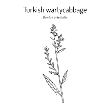 Attēlu rezultāti vaicājumam “Bunias orientalis”