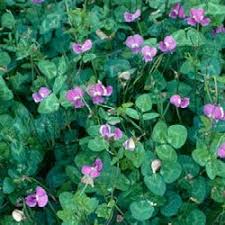 Attēlu rezultāti vaicājumam “Leguminosae”