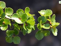 Attēlu rezultāti vaicājumam “Betula nana leaf”