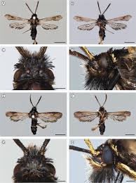 Attēlu rezultāti vaicājumam “Sesiidae”