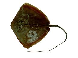 Image result for Hypanus americanus