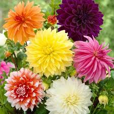 Image result for Dahlia hybrid.