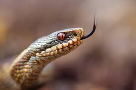 Attēlu rezultāti vaicājumam “Vipera berus adult”