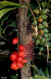 Attēlu rezultāti vaicājumam “Luzula pilosa fruit”