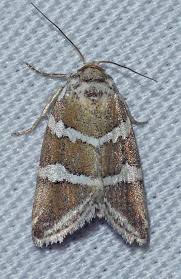 Attēlu rezultāti vaicājumam “Deltote bankiana”