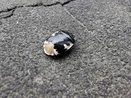 Attēlu rezultāti vaicājumam “Tritomegas bicolor imago”