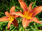 http://photos.somd.com/data/608/medium/day_lilly_june_2006.jpg