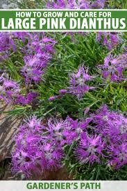Image result for Dianthus superbus