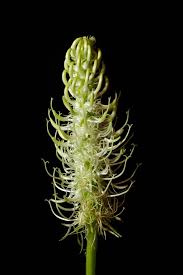 Attēlu rezultāti vaicājumam “Phyteuma spicatum bud”