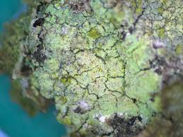 Attēlu rezultāti vaicājumam “Lecanora albella”