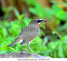 Image result for Luscinia sibilans