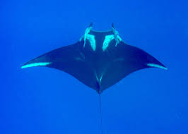 Image result for Mobula birostris