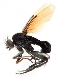 Attēlu rezultāti vaicājumam “Phoridae”