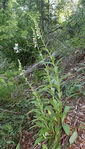 Image result for Digitalis lutea