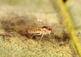 Attēlu rezultāti vaicājumam “Drepanosiphum platanoidis”