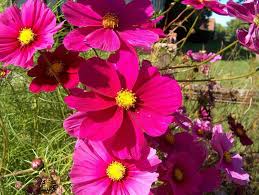 Image result for Cosmos bipinnatus