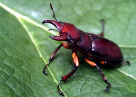 Attēlu rezultāti vaicājumam “Insecta”