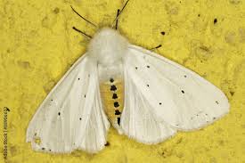 Attēlu rezultāti vaicājumam “Spilosoma lubricipeda”