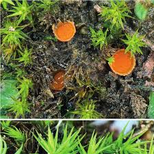 Attēlu rezultāti vaicājumam “Octospora splachnophila”