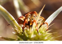 Attēlu rezultāti vaicājumam “Carpocoris sp. nymph”