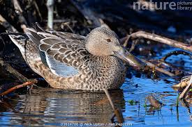 Attēlu rezultāti vaicājumam “Anas clypeata”