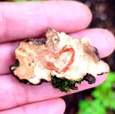 Attēlu rezultāti vaicājumam “Stereum rugosum”