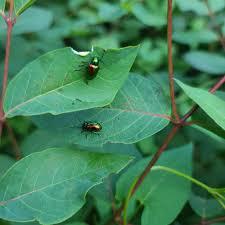 Attēlu rezultāti vaicājumam “Vasates quadripedes”