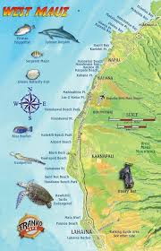 「VHAPUNI　MAO」の画像検索結果