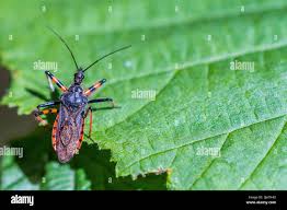Attēlu rezultāti vaicājumam “Rhynocoris annulatus”
