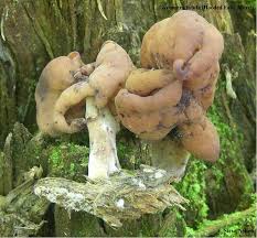 Attēlu rezultāti vaicājumam “Gyromitra infula”