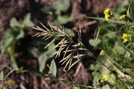 Attēlu rezultāti vaicājumam “Bromopsis inermis fruit”