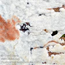 Attēlu rezultāti vaicājumam “Physisporinus sanguinolentus”