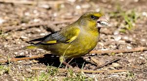 Attēlu rezultāti vaicājumam “Chloris chloris”