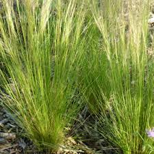 Attēlu rezultāti vaicājumam “Corynephorus canescens fruit”