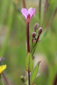 Attēlu rezultāti vaicājumam “Epilobium montanum flower”