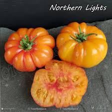 Afbeeldingsresultaat voor northern lights tomato