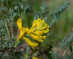 Attēlu rezultāti vaicājumam “Corydalis intermedia fruit”