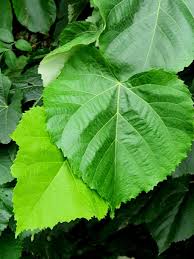 Attēlu rezultāti vaicājumam “Tilia tomentosa leaf”