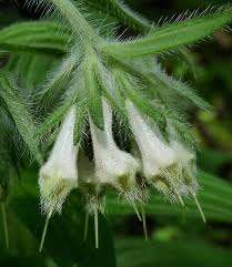 Attēlu rezultāti vaicājumam “Lithomoia solidaginis”