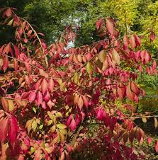 Attēlu rezultāti vaicājumam “Euonymus europaeus leaf”