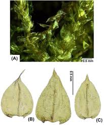 Attēlu rezultāti vaicājumam “Antitrichia curtipendula sporophyte”