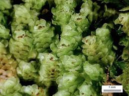 Attēlu rezultāti vaicājumam “Scapania nemorea”