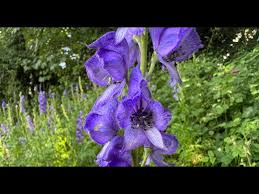 Attēlu rezultāti vaicājumam “Aconitum napellus flower”