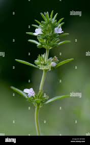 Image result for Satureja hortensis