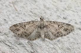 Attēlu rezultāti vaicājumam “Eupithecia exiguata”