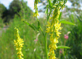 Attēlu rezultāti vaicājumam “Melilotus officinalis”