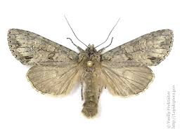 Attēlu rezultāti vaicājumam “Polia nebulosa”